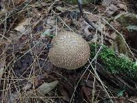 Boletus chrysenteron image