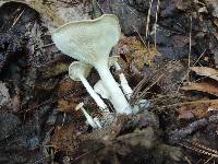 Clitocybe gibba image