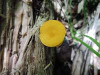 Pluteus chrysophlebius image