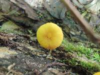 Pluteus chrysophlebius image