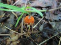 Marasmius sullivantii image