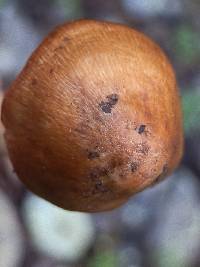 Inosperma lanatodiscum image