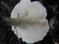 Leucopaxillus giganteus image