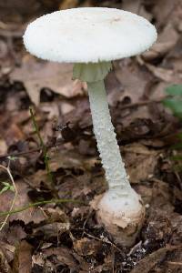 Amanita daucipes image