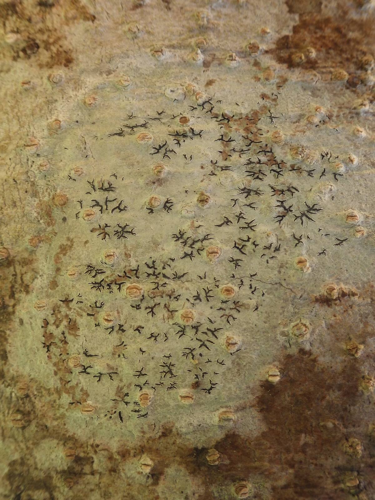 Phaeographis dendritica image
