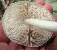 Pluteus petasatus image