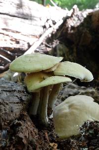 Rhodocollybia maculata image