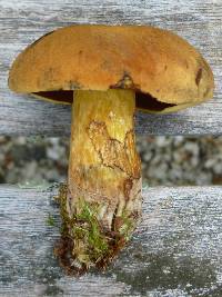 Boletus vermiculosoides image