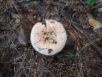 Russula decolorans image