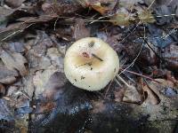 Russula pectinatoides image