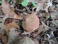 Boletus chrysenteron image