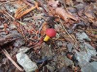 Boletus harrisonii image