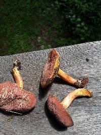 Boletus chrysenteron image