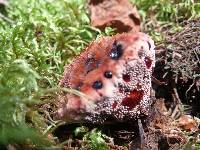 Hydnellum peckii image