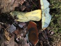 Boletus vermiculosoides image