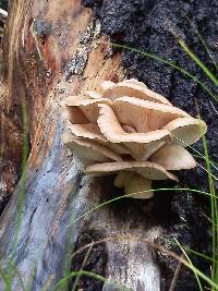 Pleurotus pulmonarius image