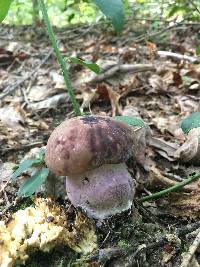 Tylopilus plumbeoviolaceus image