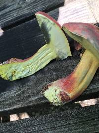 Boletus pallidoroseus image