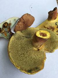 Lanmaoa pseudosensibilis image