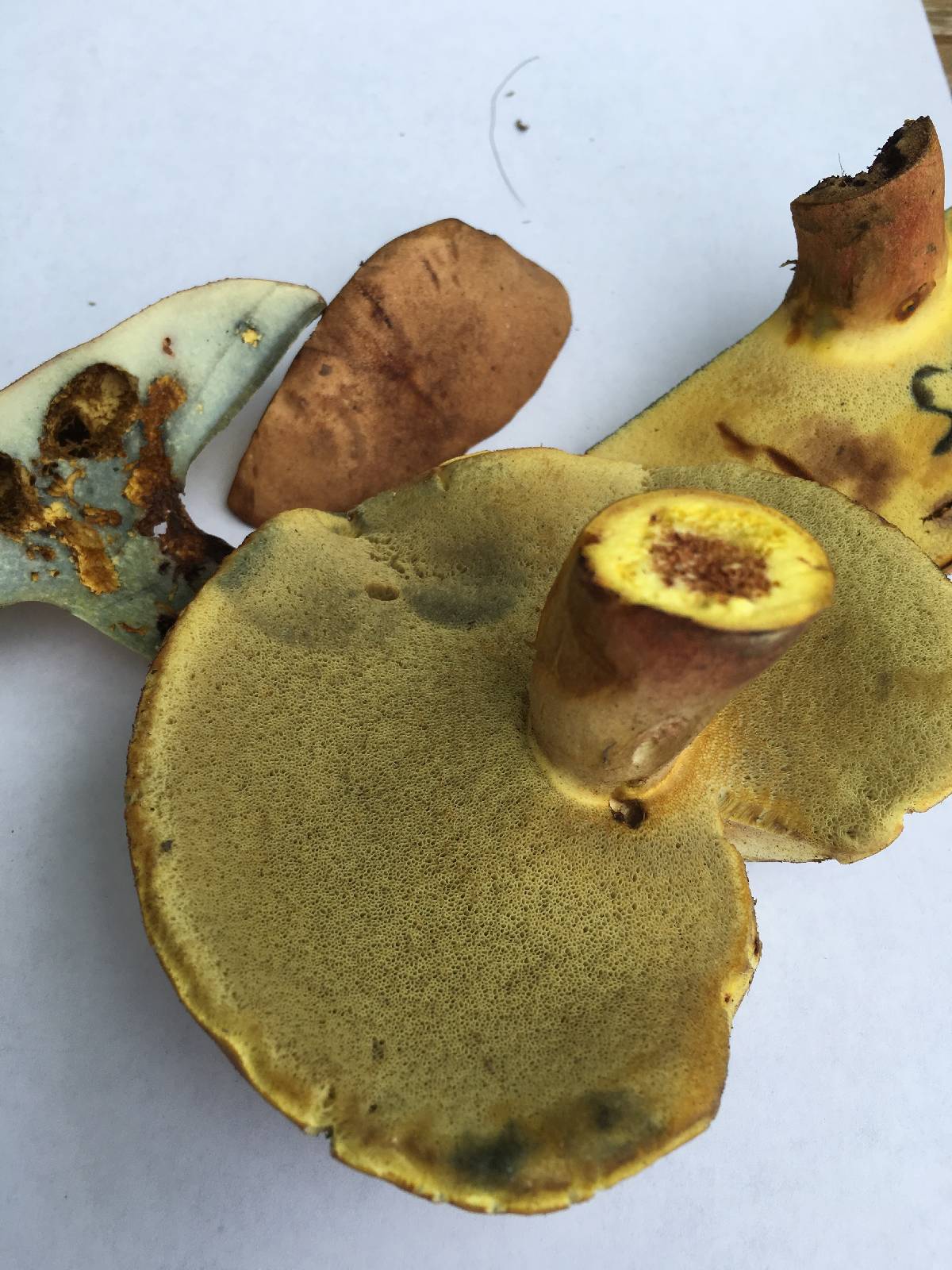 Lanmaoa pseudosensibilis image
