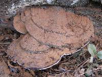 Polyporus annulatus image