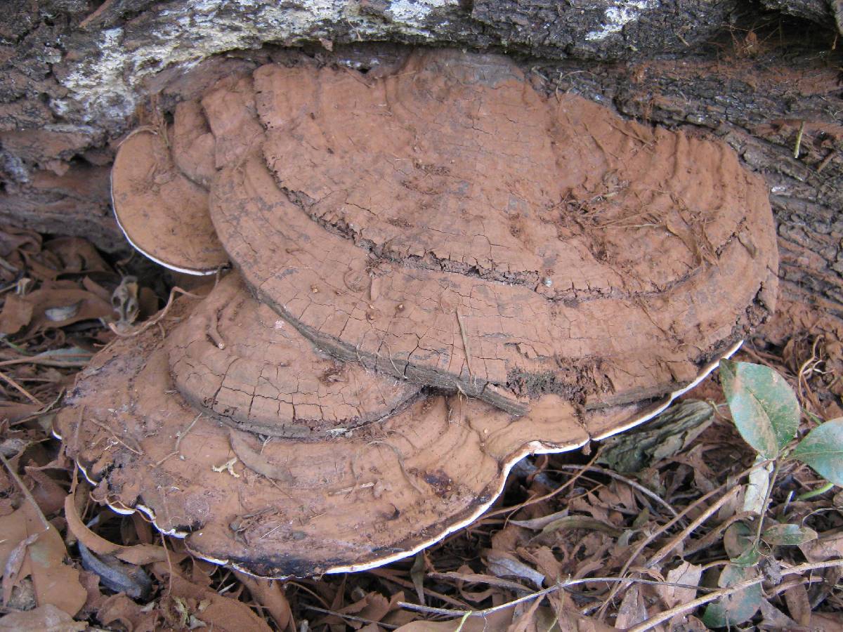 Polyporus annulatus image