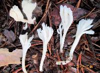 Ramaria gracilis image