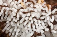 Ceratiomyxa fruticulosa var. fruticulosa image