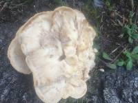 Meripilus sumstinei image