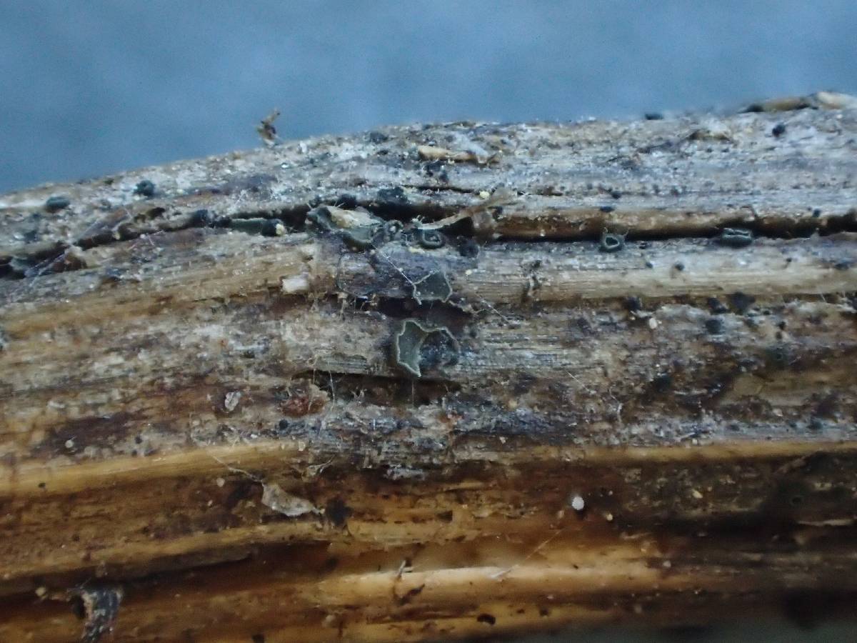 Pyrenopeziza revincta image