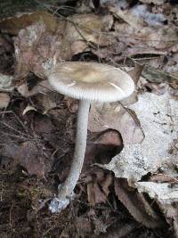 Amanita sinicoflava image