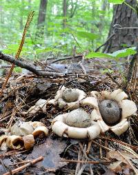 Geastrum fimbriatum image