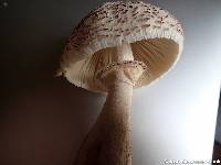 Leucoagaricus americanus image