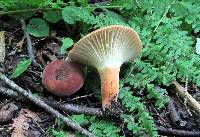 Lactifluus hygrophoroides image