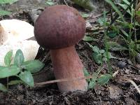 Tylopilus badiceps image