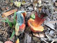 Butyriboletus floridanus image