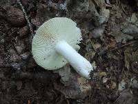 Russula heterophylla image