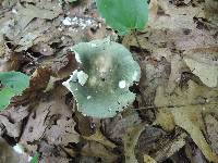 Russula redolens image