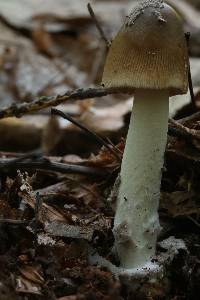 Amanita variicolor image