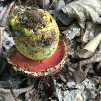 Boletus subluridellus image