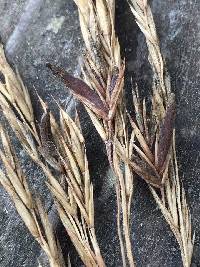 Claviceps purpurea image
