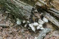 Leucocoprinus cepistipes image