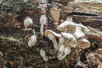 Leucocoprinus cepistipes image