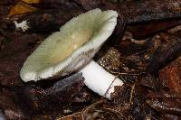 Russula virescens image