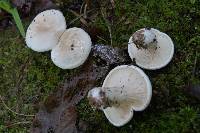 Clitopilus prunulus image