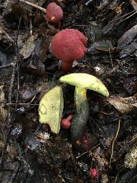 Baorangia bicolor image