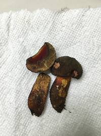 Boletus subluridellus image