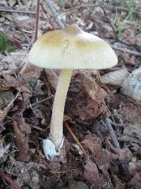 Amanita sinicoflava image