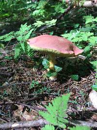 Boletus miniato-olivaceus image