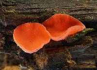Sarcoscypha occidentalis image